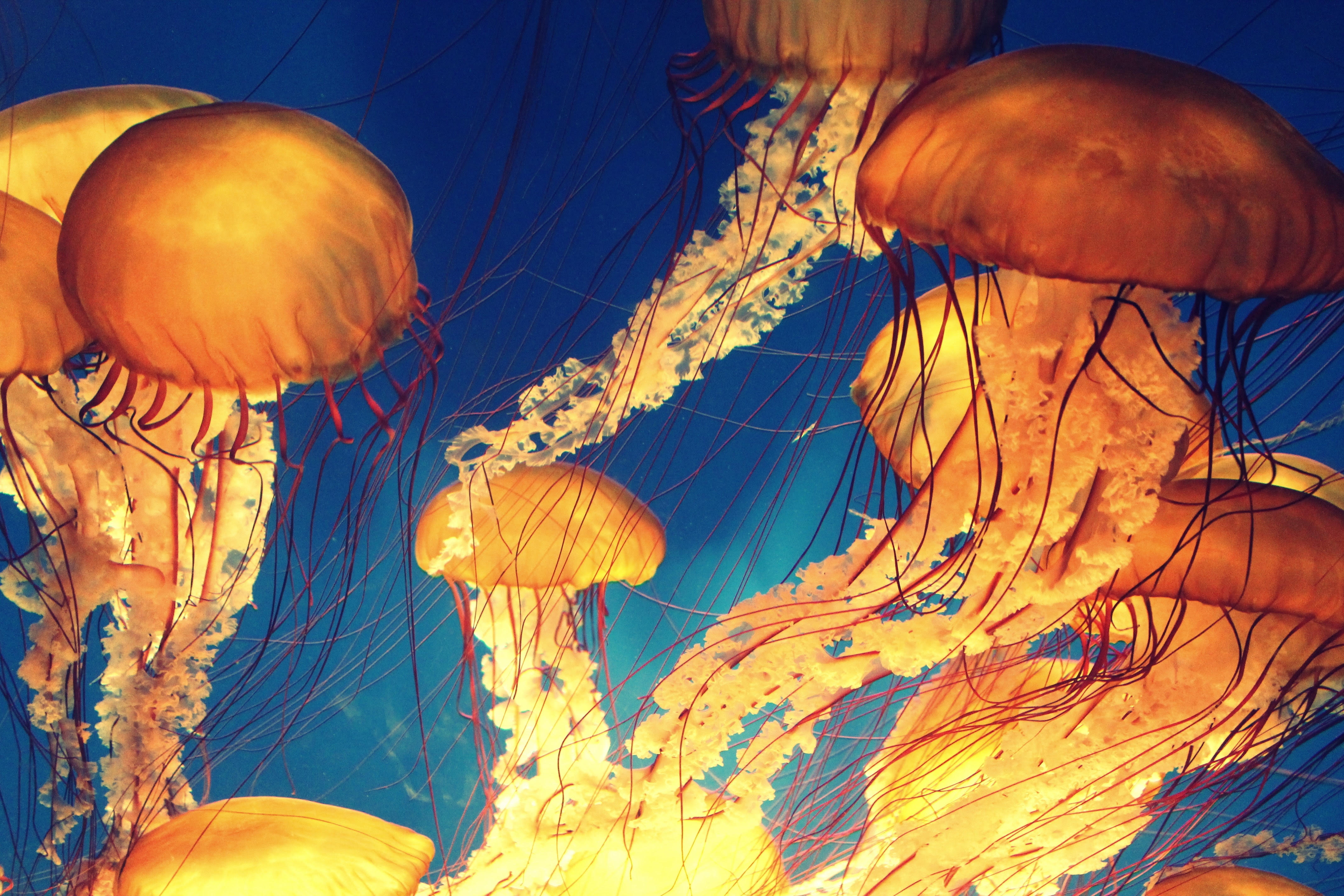 Jellyfish